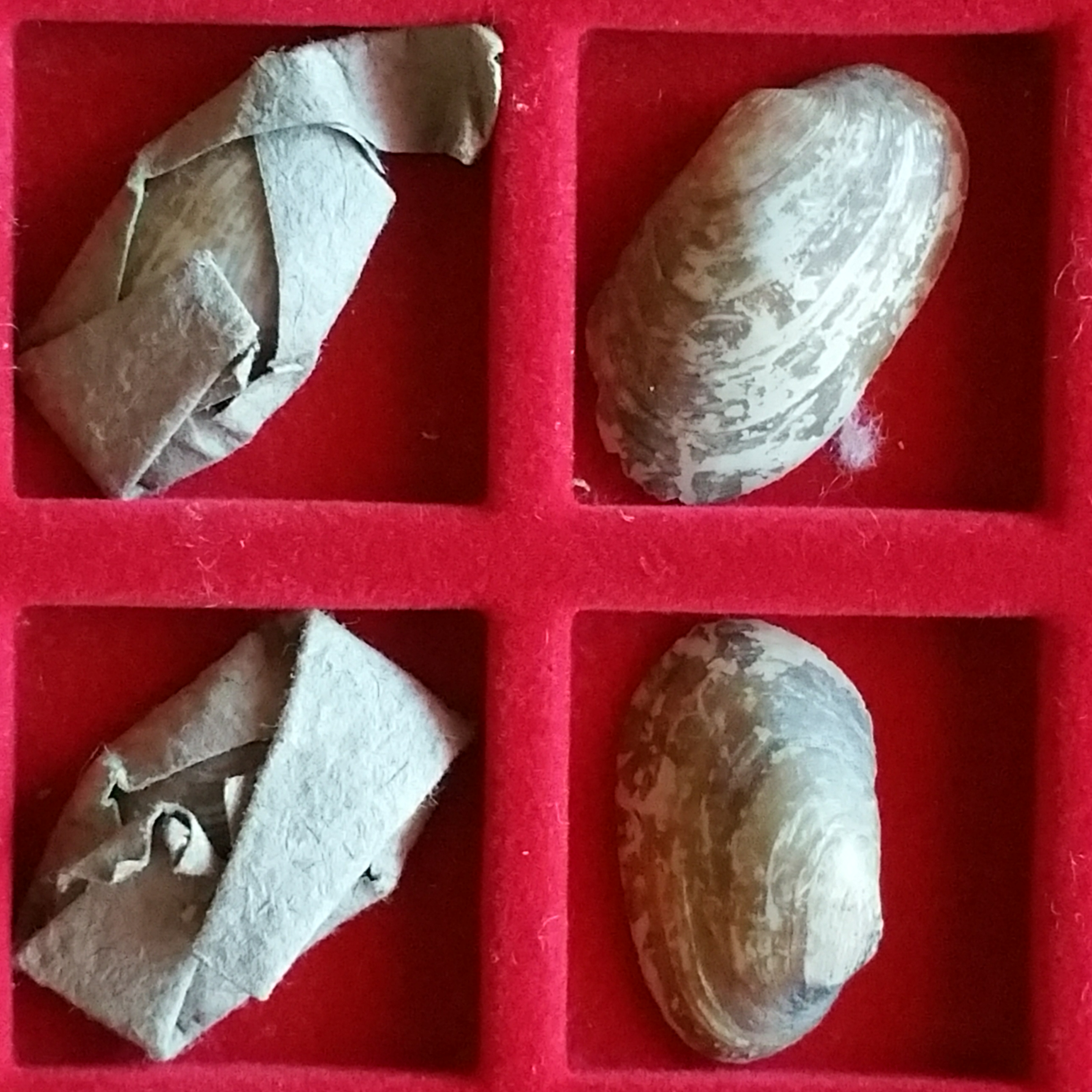 A ládában talált kagylók és érmék egyes darabjai